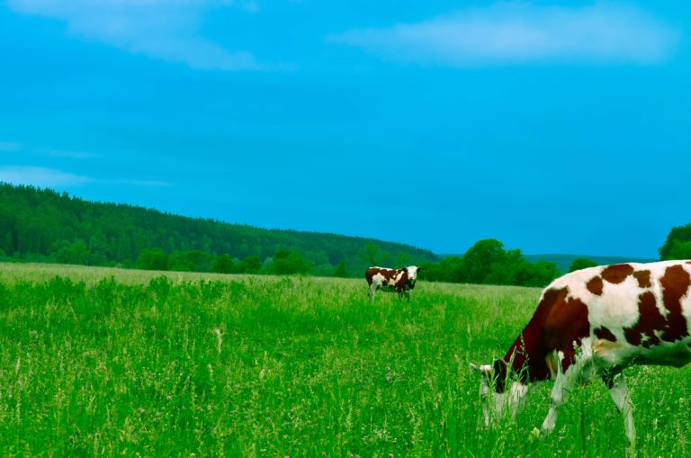 animal-cattle-close-up-254178