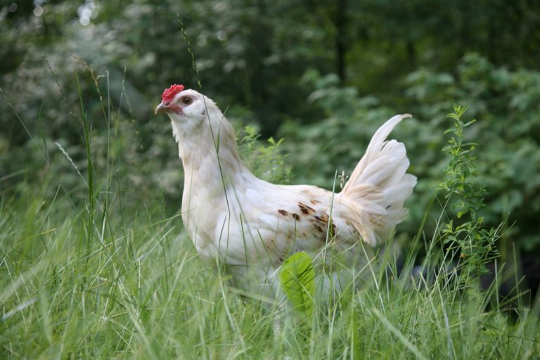 chicken-cock-cockerel-58902